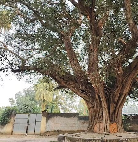 450 साल पुराने इस पाकड़ के पेड़ ने कैद की बजरंगबली की प्रतिमा, अब नहीं होना चाहते हैं अलग, ये है मान्यता