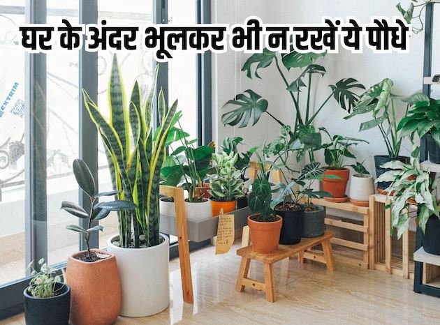 घर में वास्तु अनुसार भूलकर भी ना लगाएं ये पेड़-पौधे, मानसिक उथल-पुथल के कारण जीवन हो जाएगा बर्बाद