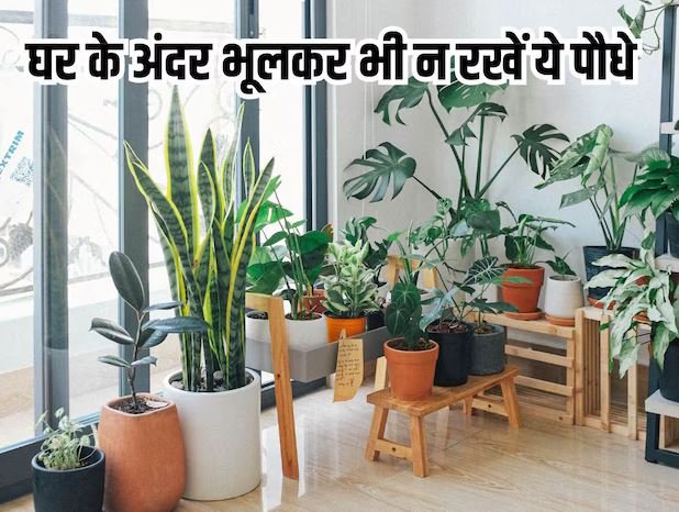 घर में वास्तु अनुसार भूलकर भी ना लगाएं ये पेड़-पौधे, मानसिक उथल-पुथल के कारण जीवन हो जाएगा बर्बाद