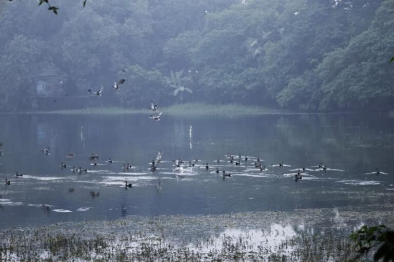 बिहार के इस जलाशय में रूस-चीन-अमेरिका से पहुंचे प्रवासी पक्षी, अंतरराष्ट्रीय परिंदों का बना सुरक्षित आशियाना