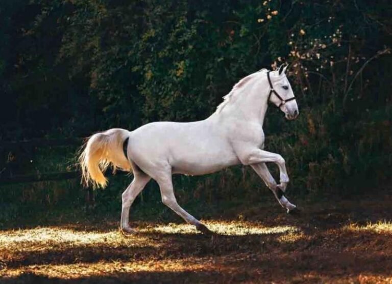 सपने में घोड़ा दिखना सफलता का देता है संकेत