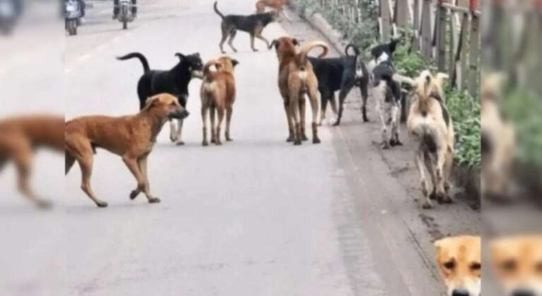 300 आवारा कुत्तों की बेरहमी से हुई हत्या, सरपंचों और अधिकारियों पर लगे गंभीर आरोप