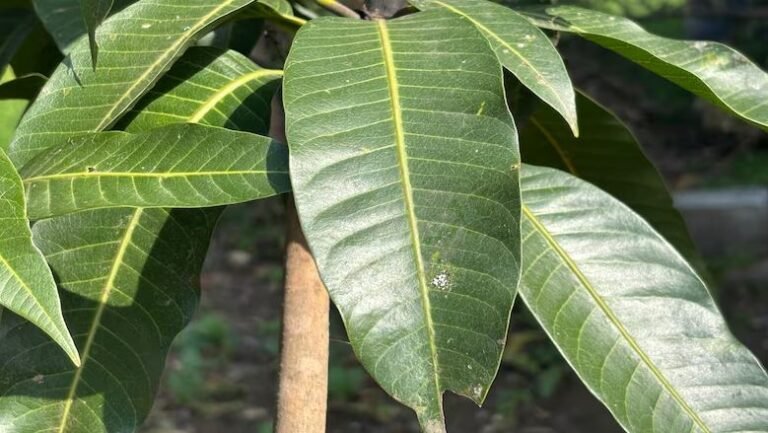 पहाड़ों में हर शुभ काम से पहले देवताओं के स्वागत के लिए लगाए जाते हैं ये खास पत्ते, जो नेगेटिव एनर्जी को रखते हैं दूर