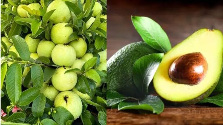 सेहत के लिए कौन सा फल है ज्यादा फायदेमंद?