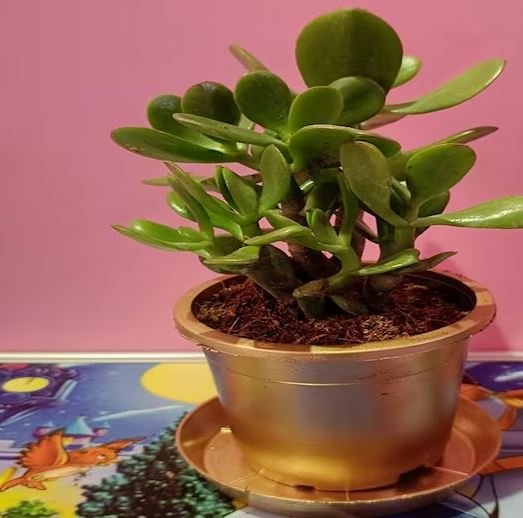 होली से पहले घर के दरवाजे पर लगा दे ये 5 पौधे, रातों-रात बदल सकती है आपकी किस्मत, जानें वास्तु शास्त्र में महत्व